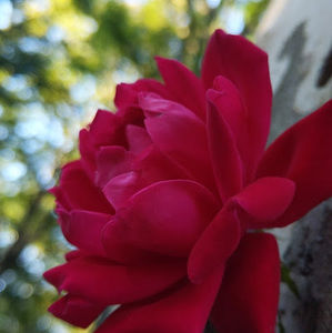 Meet your Posher, Eva